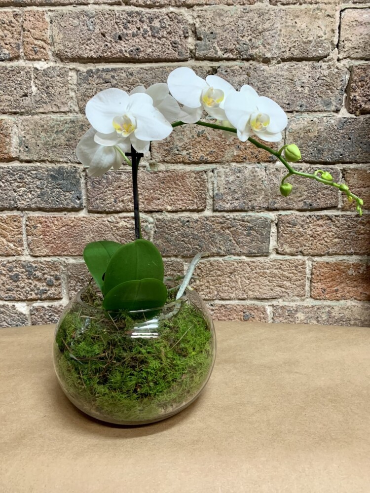 MINI PHALAENOPSIS PLANT IN GLASS FISH BOWL