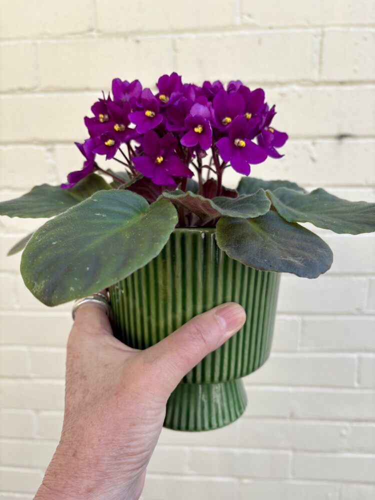 AFRICAN VIOLET PLANT IN CERAMIC