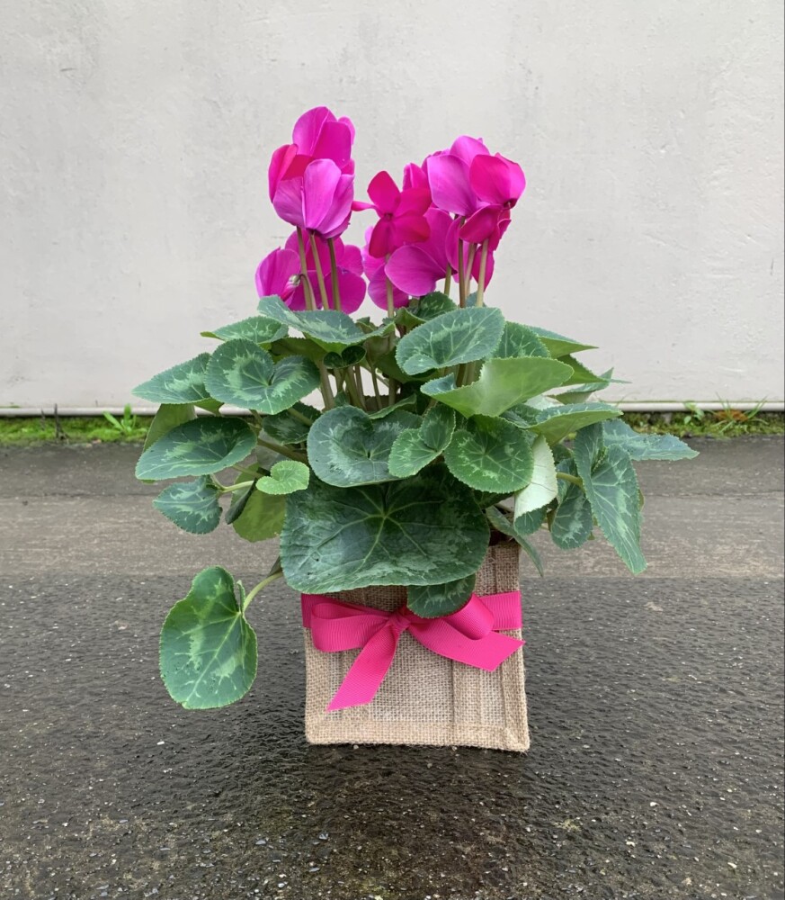 PREMIUM CYCLAMEN PLANT