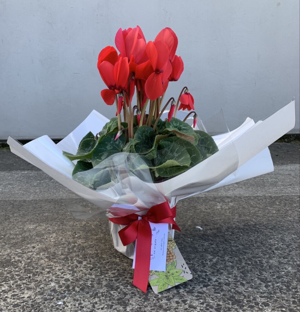 PREMIUM CYCLAMEN PLANT